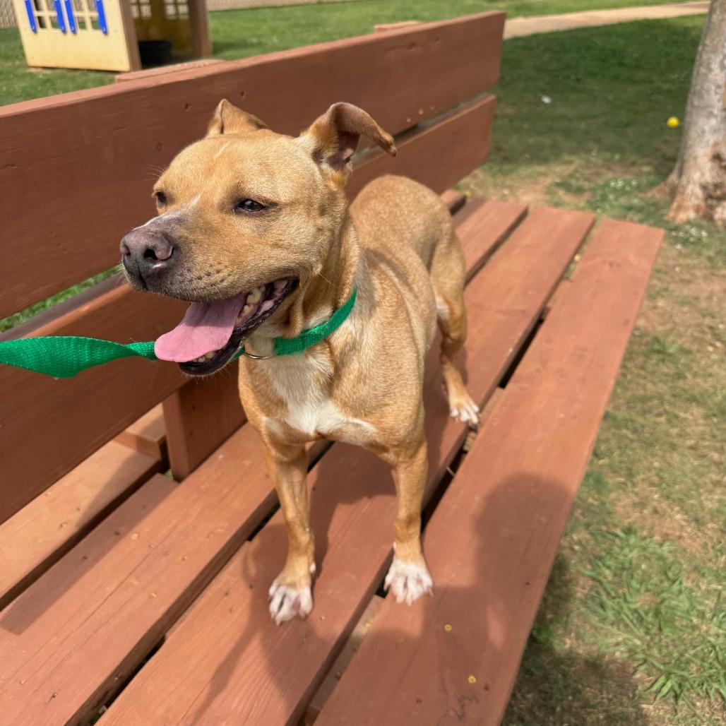 Enlarge Tilly, a Adoptable Terrier in LaGrange, GA image 1/2