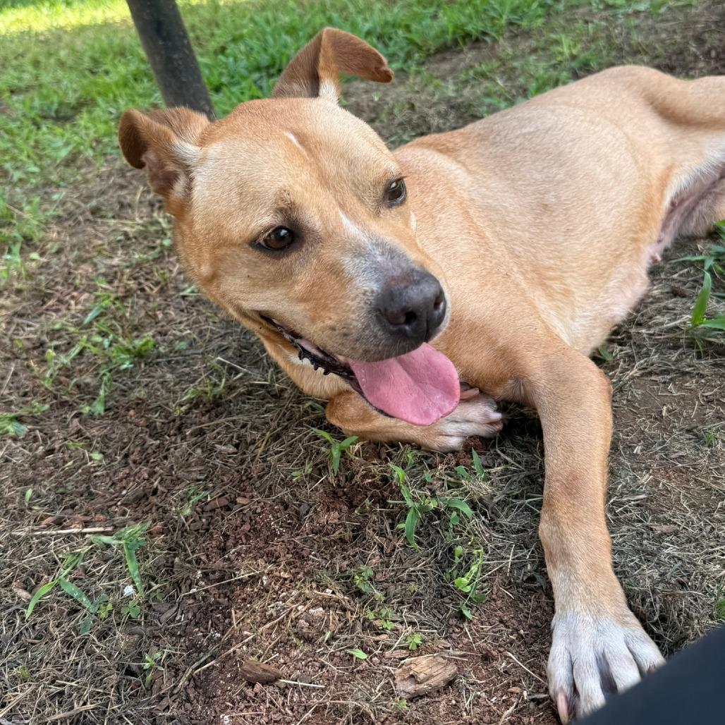 Enlarge Tilly, a Adoptable Terrier in LaGrange, GA image 2/2