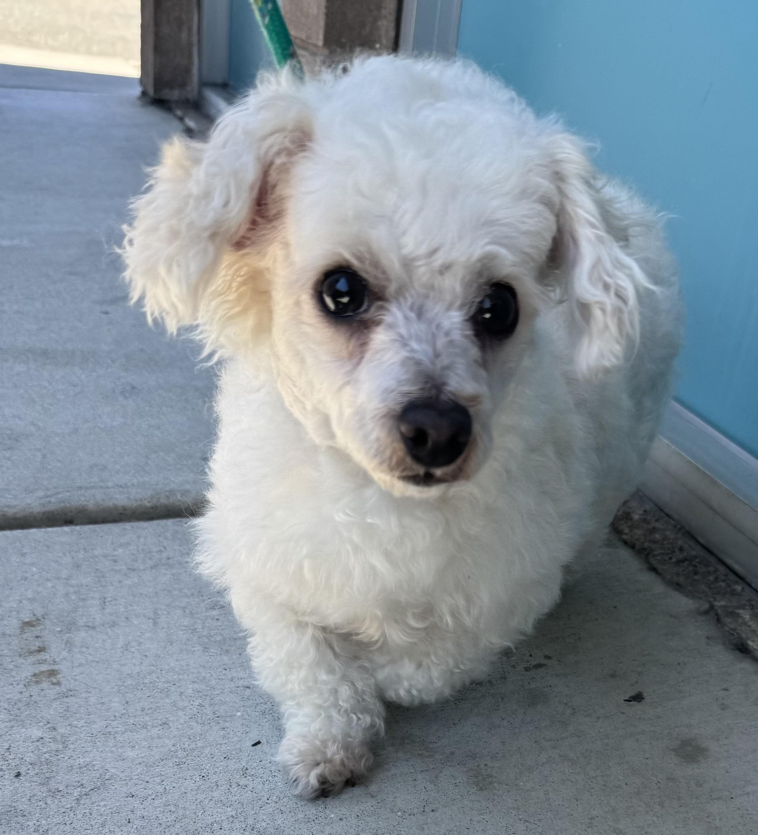 Enlarge Canelo, a ADOPTABLE mixed breed in San Jose, CA image 2/5