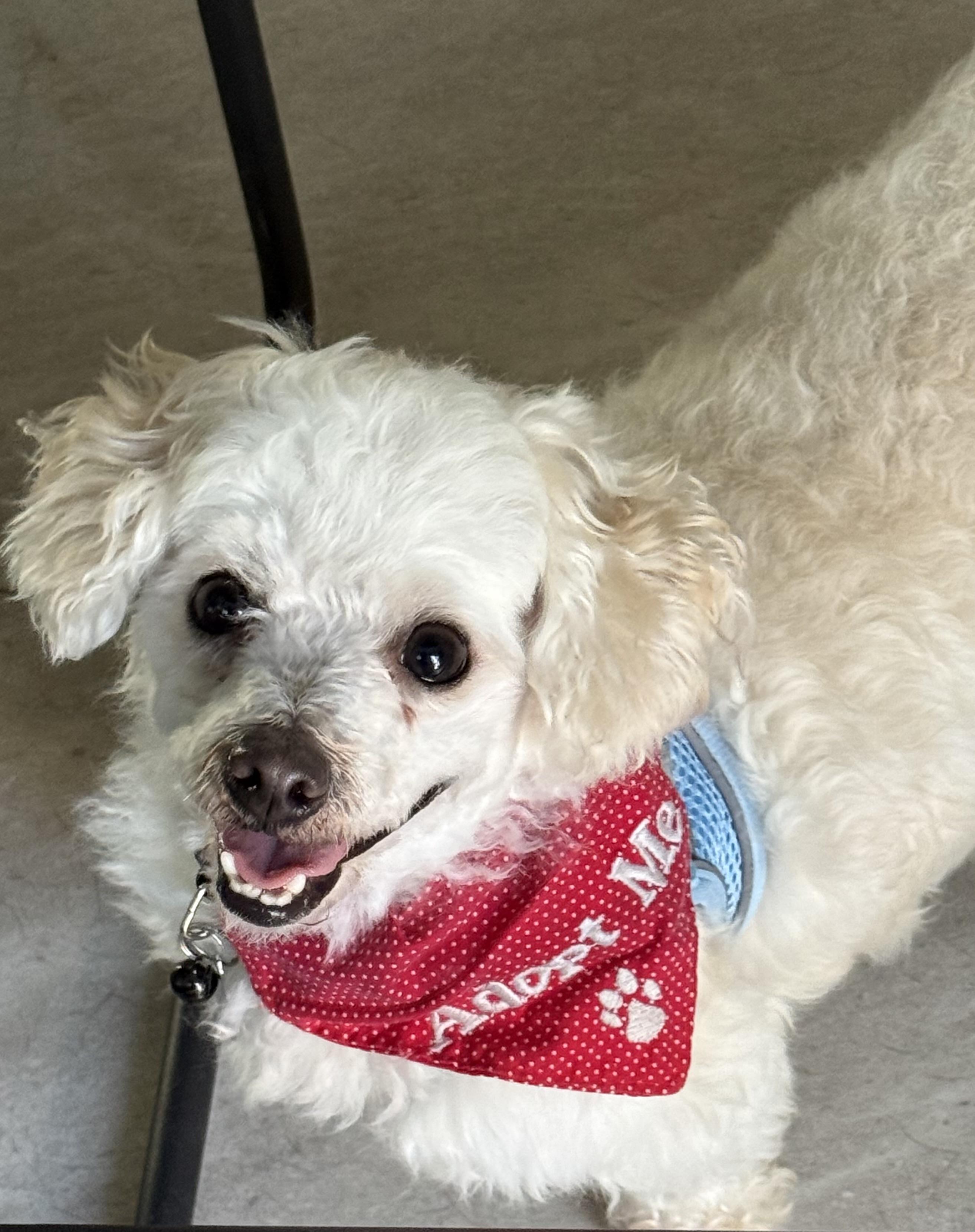 Enlarge Canelo, a ADOPTABLE mixed breed in San Jose, CA image 1/5