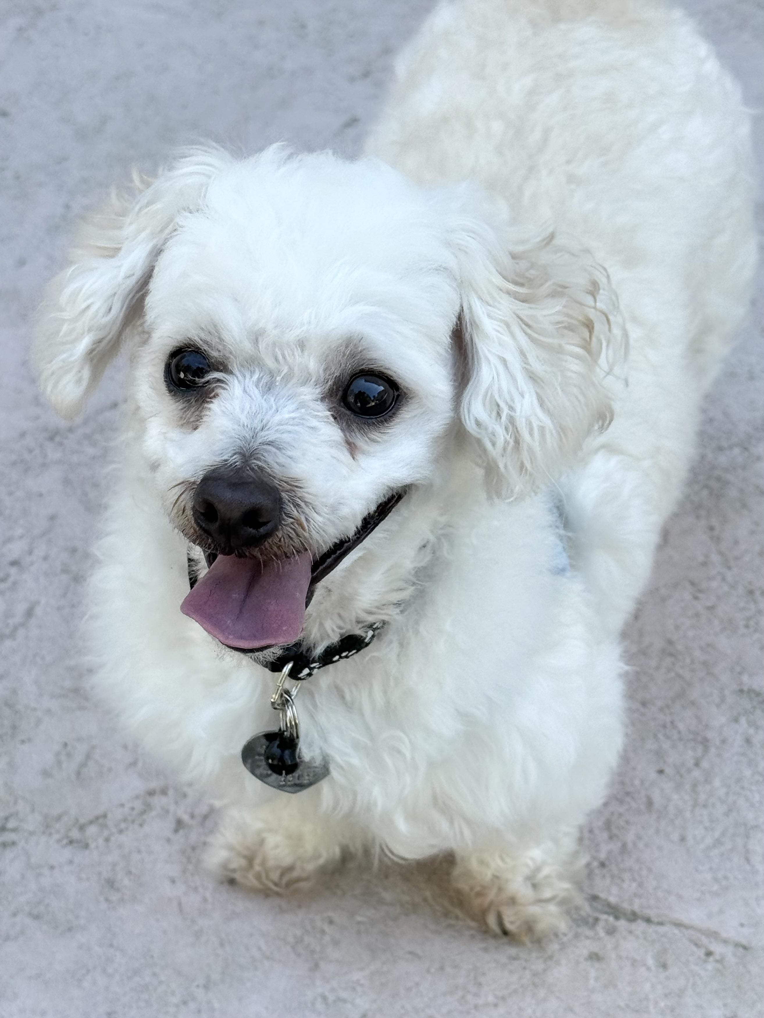Enlarge Canelo, a ADOPTABLE mixed breed in San Jose, CA image 4/5