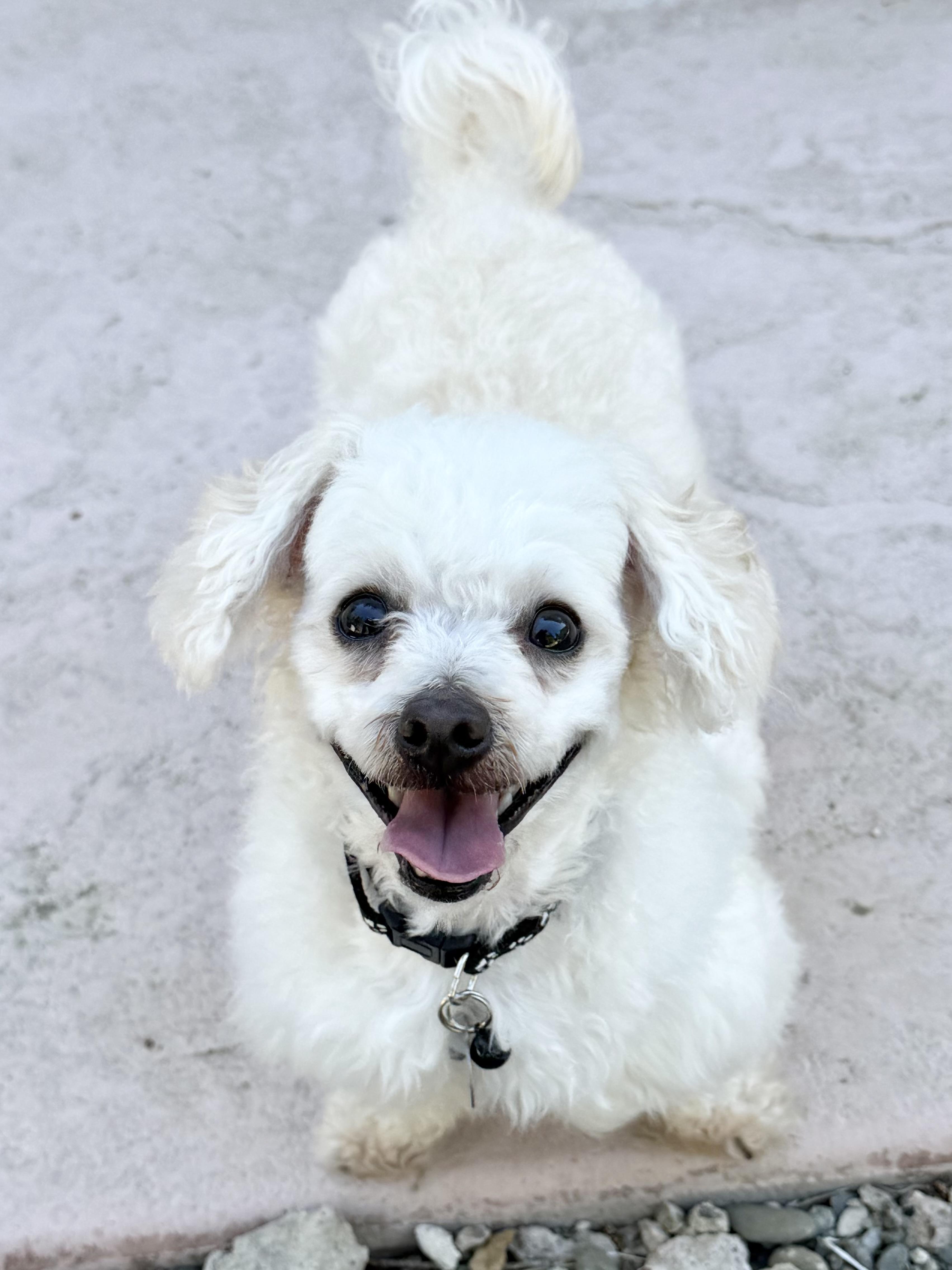 Enlarge Canelo, a ADOPTABLE mixed breed in San Jose, CA image 3/5