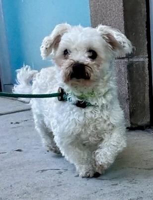 Canelo, a ADOPTABLE mixed breed in San Jose, CA image 2/2