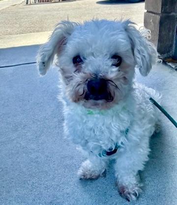 Canelo, ADOPTABLE, Young Male Maltipoo.