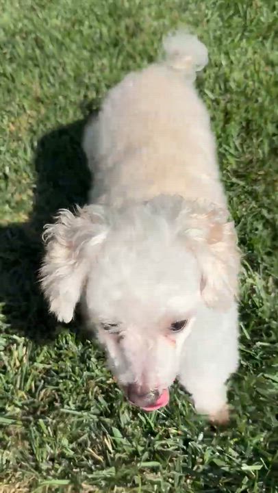 Enlarge Canelo, a ADOPTABLE mixed breed in San Jose, CA video 5/5