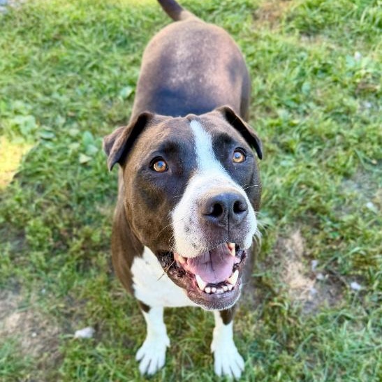 Kodiak, Adoptable, Young Male Shar-Pei & Border Collie.