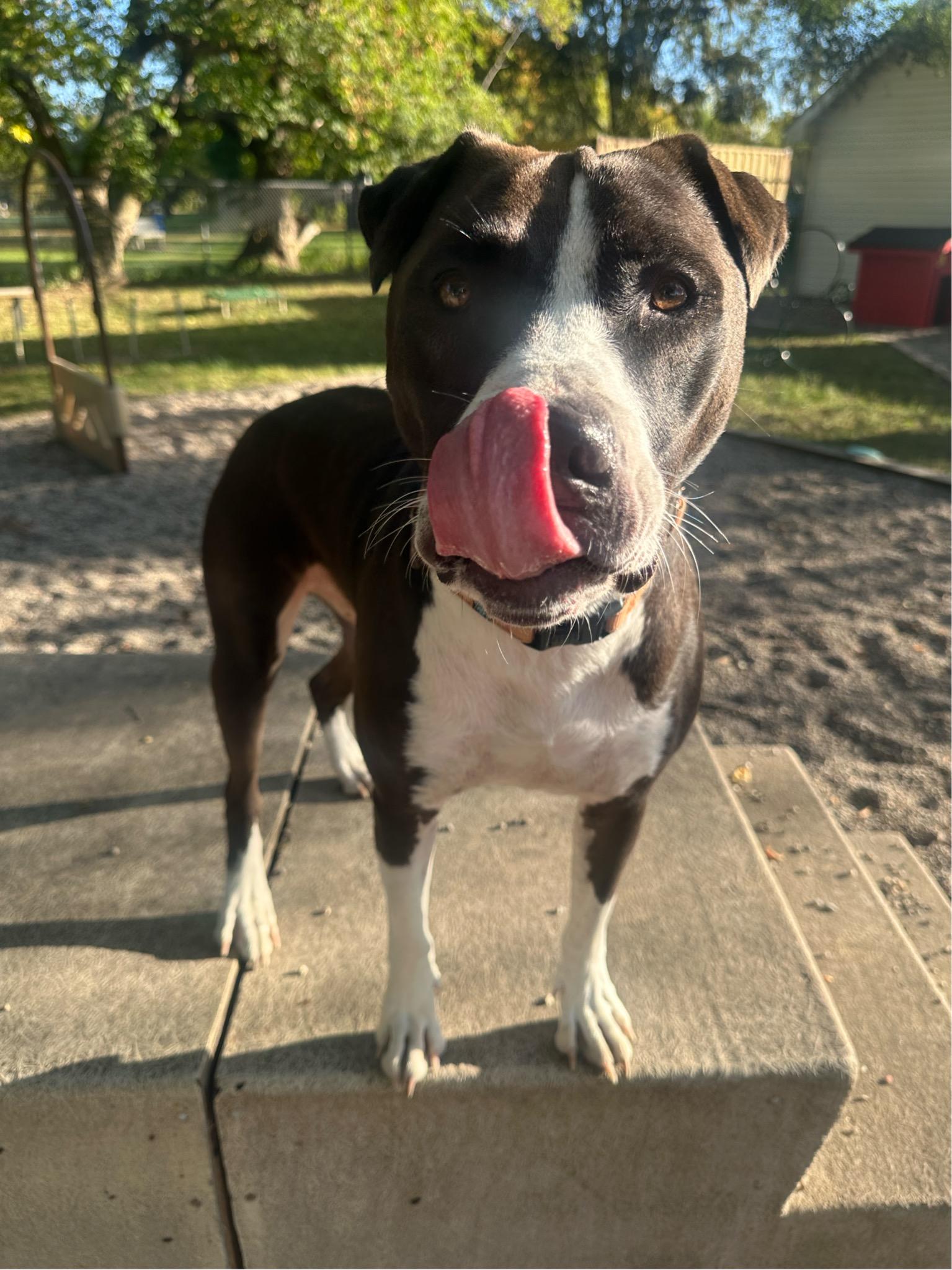 Enlarge Kodiak, a Adoptable mixed breed in Midland, MI image 3/4