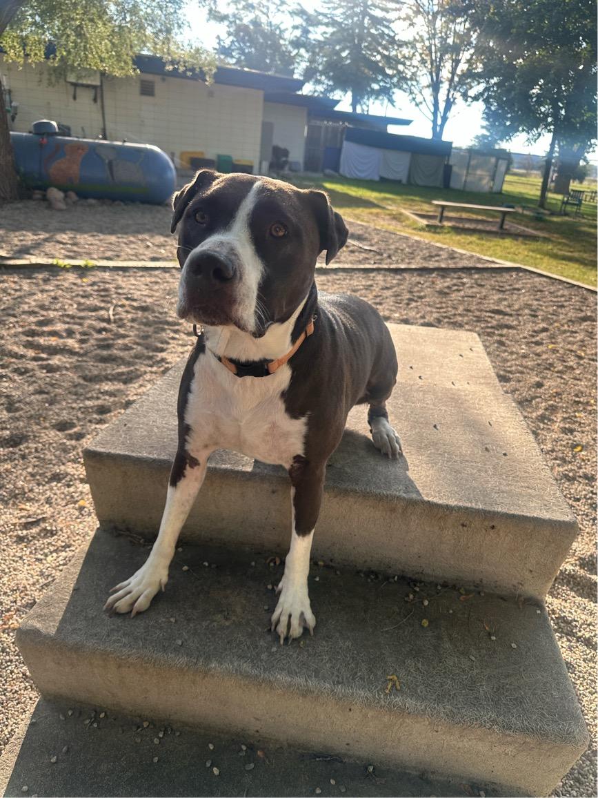 Enlarge Kodiak, a Adoptable mixed breed in Midland, MI image 2/4