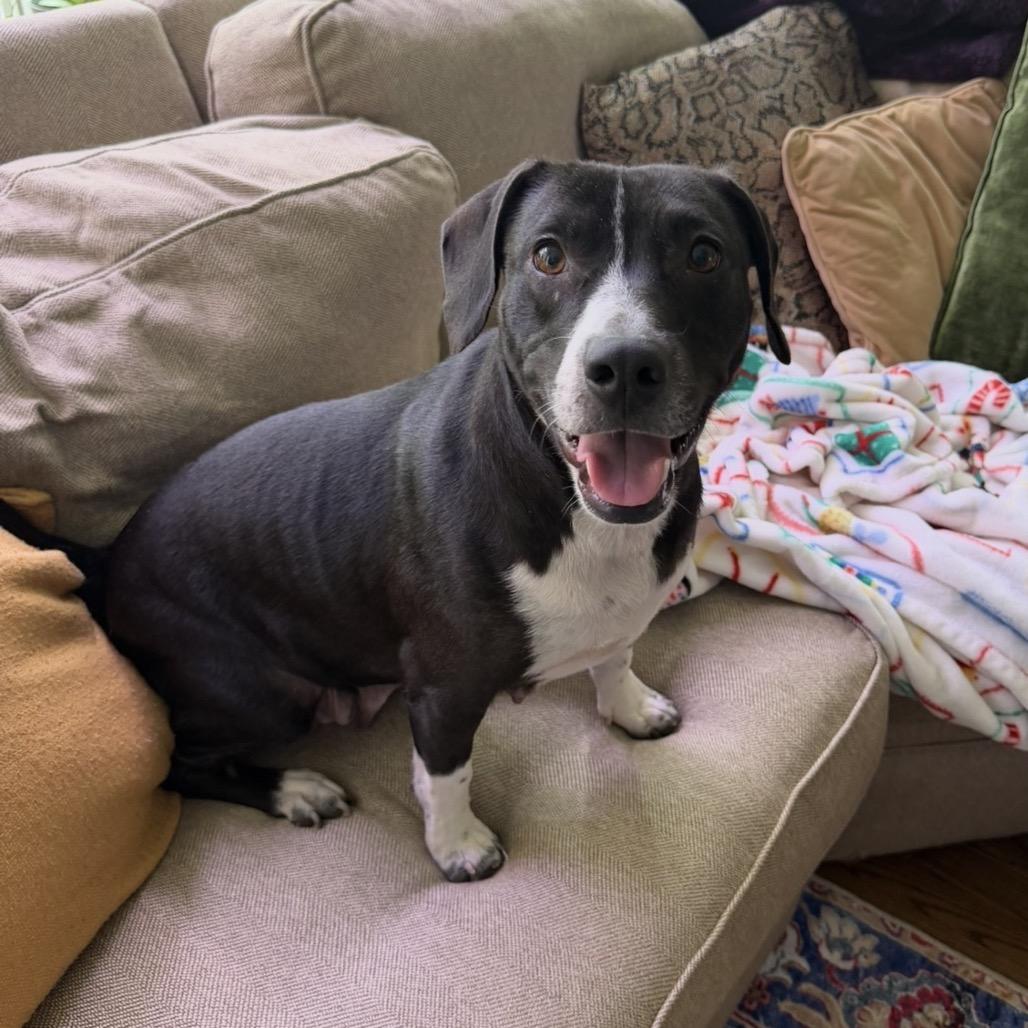 M'Lynn, Adoptable, Adult Female Mixed Breed & Basset Hound.
