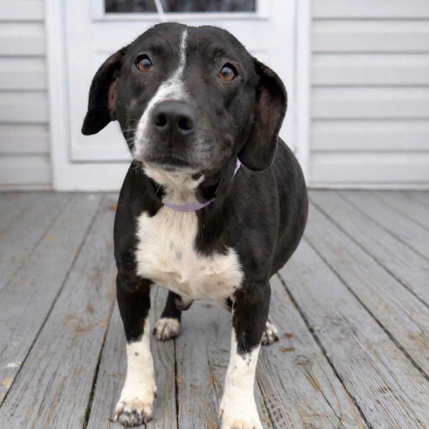 Enlarge M'Lynn, a Adoptable mixed breed in Rockville, MD image 2/6