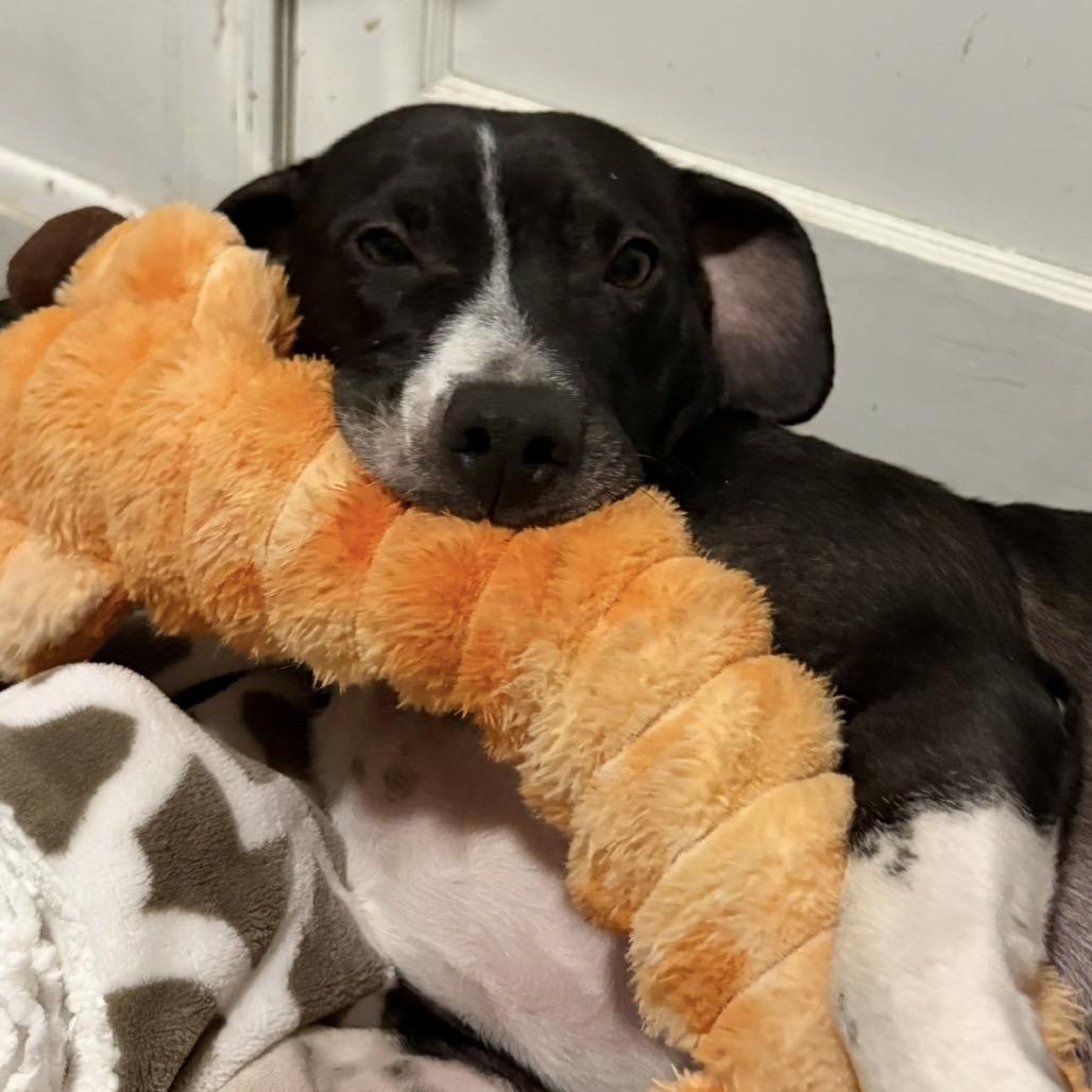 Enlarge M'Lynn, a Adoptable mixed breed in Rockville, MD image 3/6
