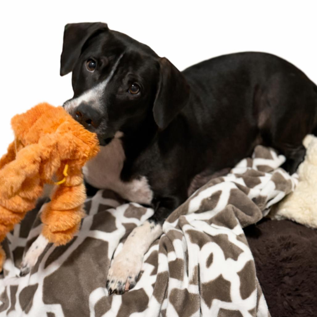 Enlarge M'Lynn, a Adoptable mixed breed in Rockville, MD image 4/6