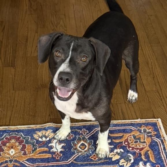 Enlarge M'Lynn, a Adoptable mixed breed in Rockville, MD image 5/6