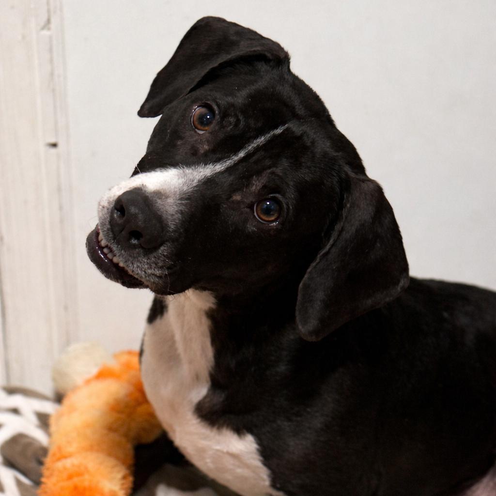 Enlarge M'Lynn, a Adoptable mixed breed in Rockville, MD image 6/6