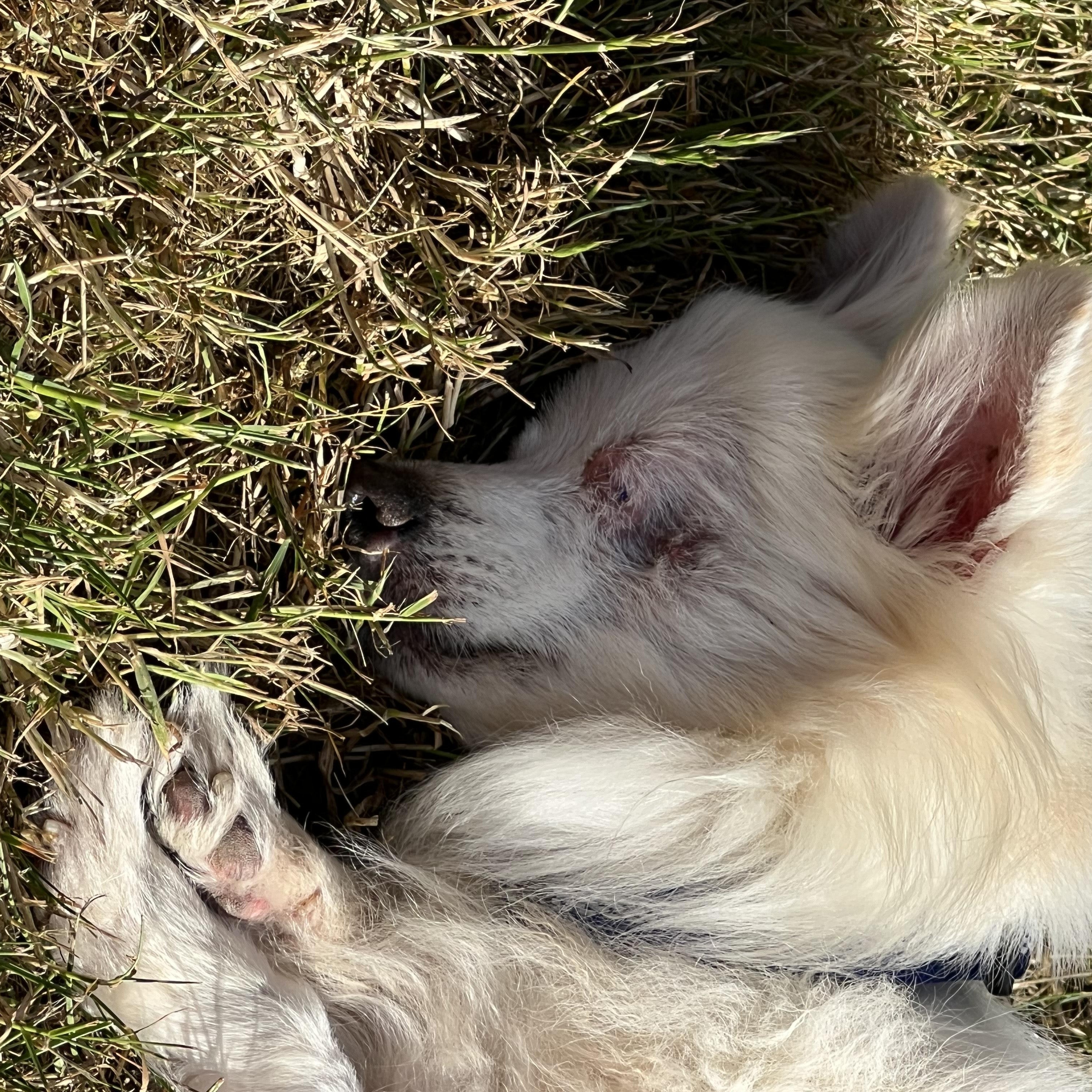 Jean Pierre, Senior Male Chihuahua