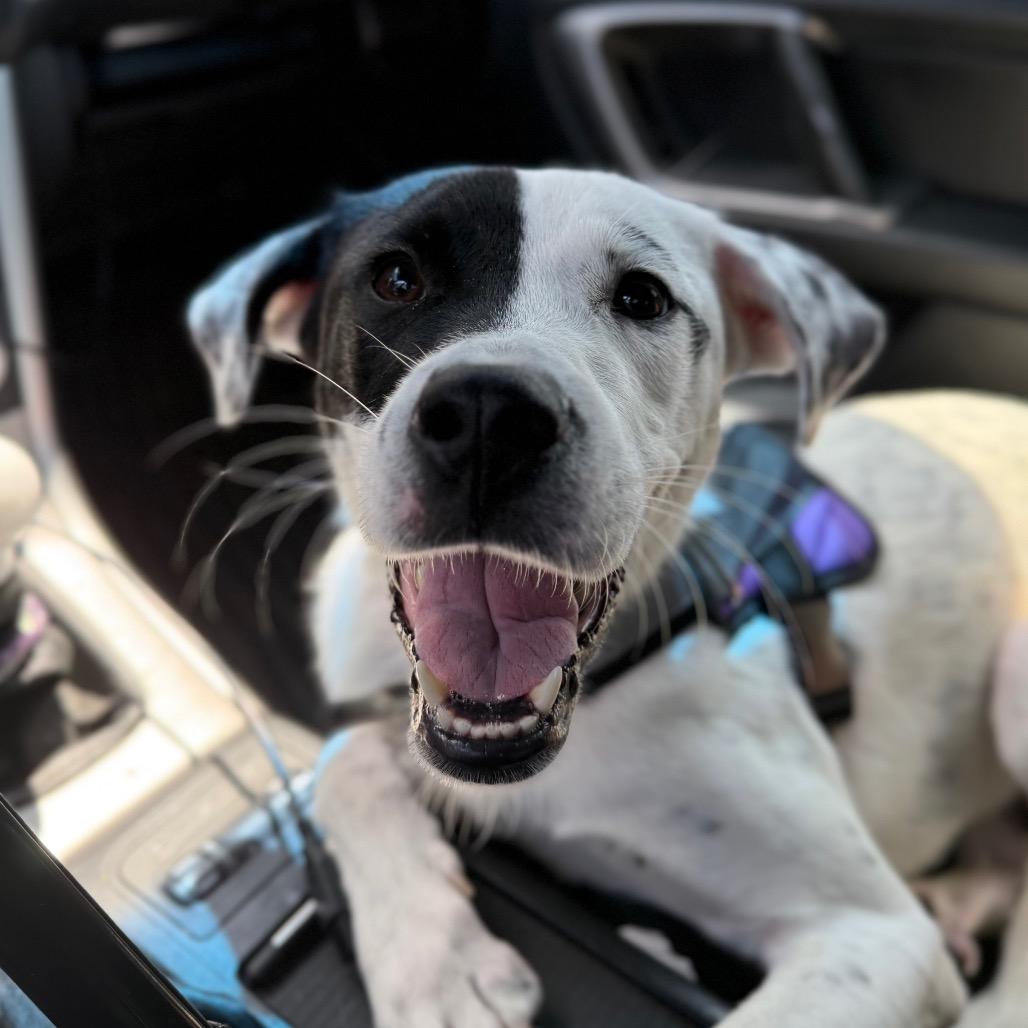Lena, Adoptable, Young Female Mixed Breed.