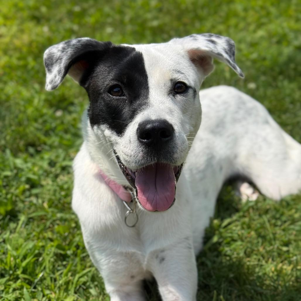 Lena, a Adoptable Mixed Breed in New Fairfield, CT image 2/6