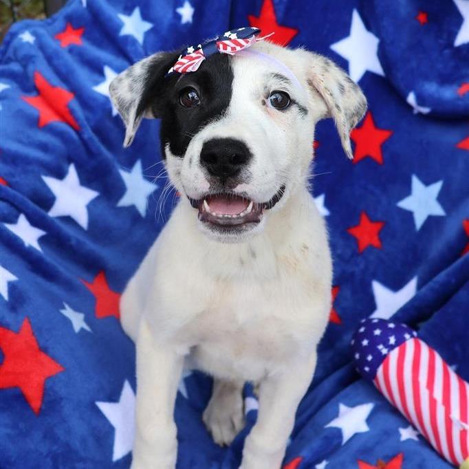 Lena, a Adoptable Mixed Breed in New Fairfield, CT image 3/6