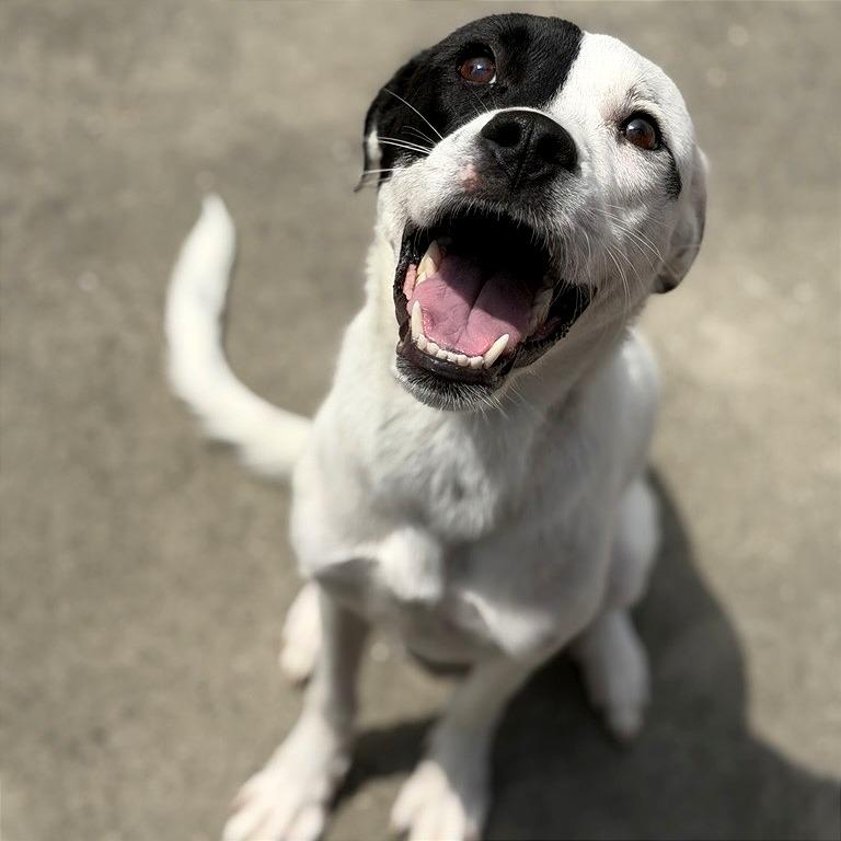 Lena, a Adoptable Mixed Breed in New Fairfield, CT image 4/6