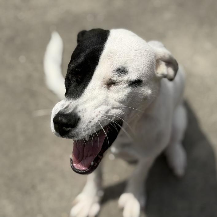 Lena, a Adoptable Mixed Breed in New Fairfield, CT image 5/6