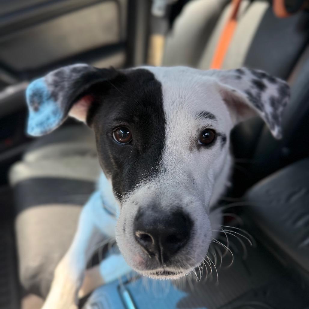 Lena, a Adoptable Mixed Breed in New Fairfield, CT image 6/6
