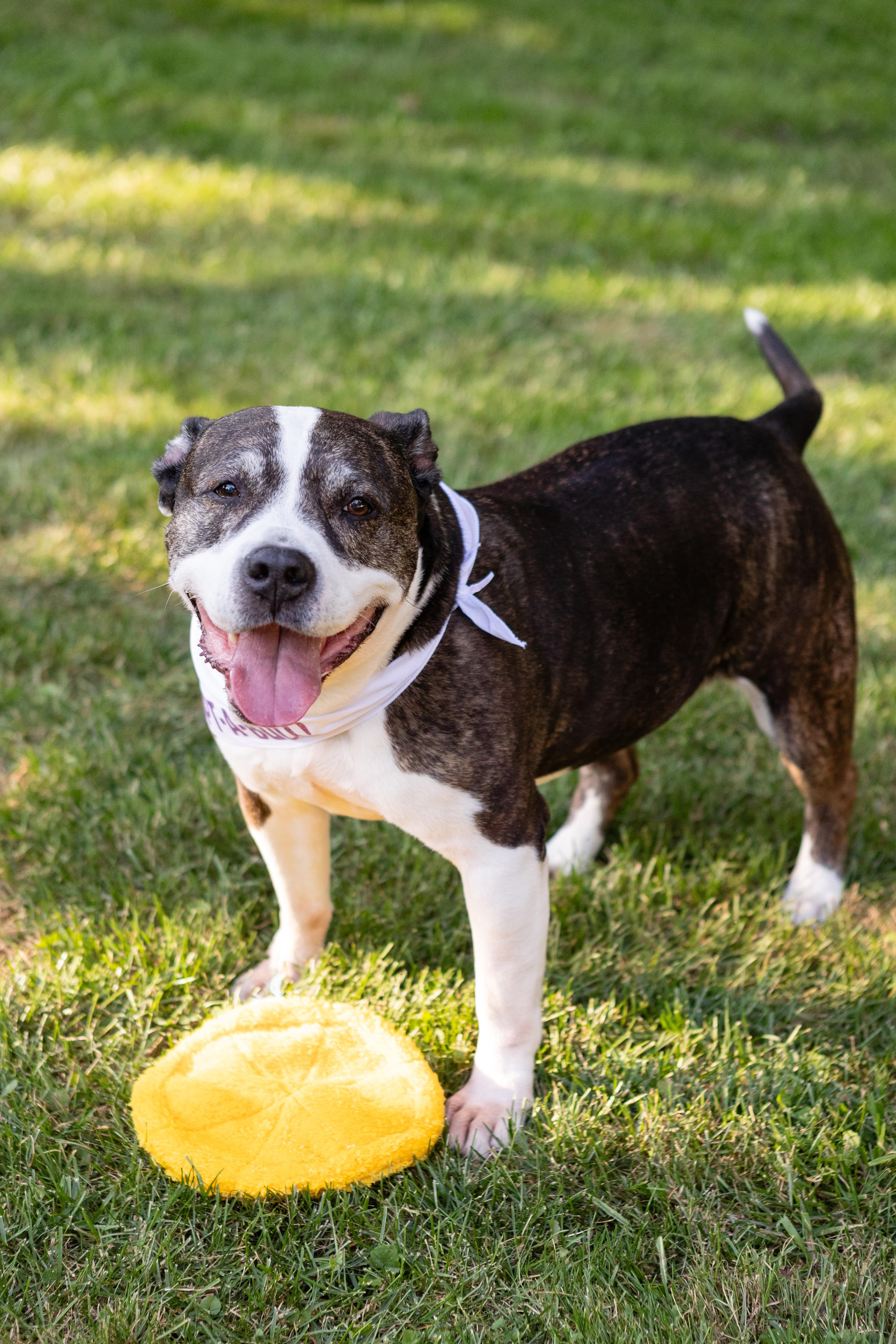 Doula, a Adoptable mixed breed in Crete, IL image 1/6