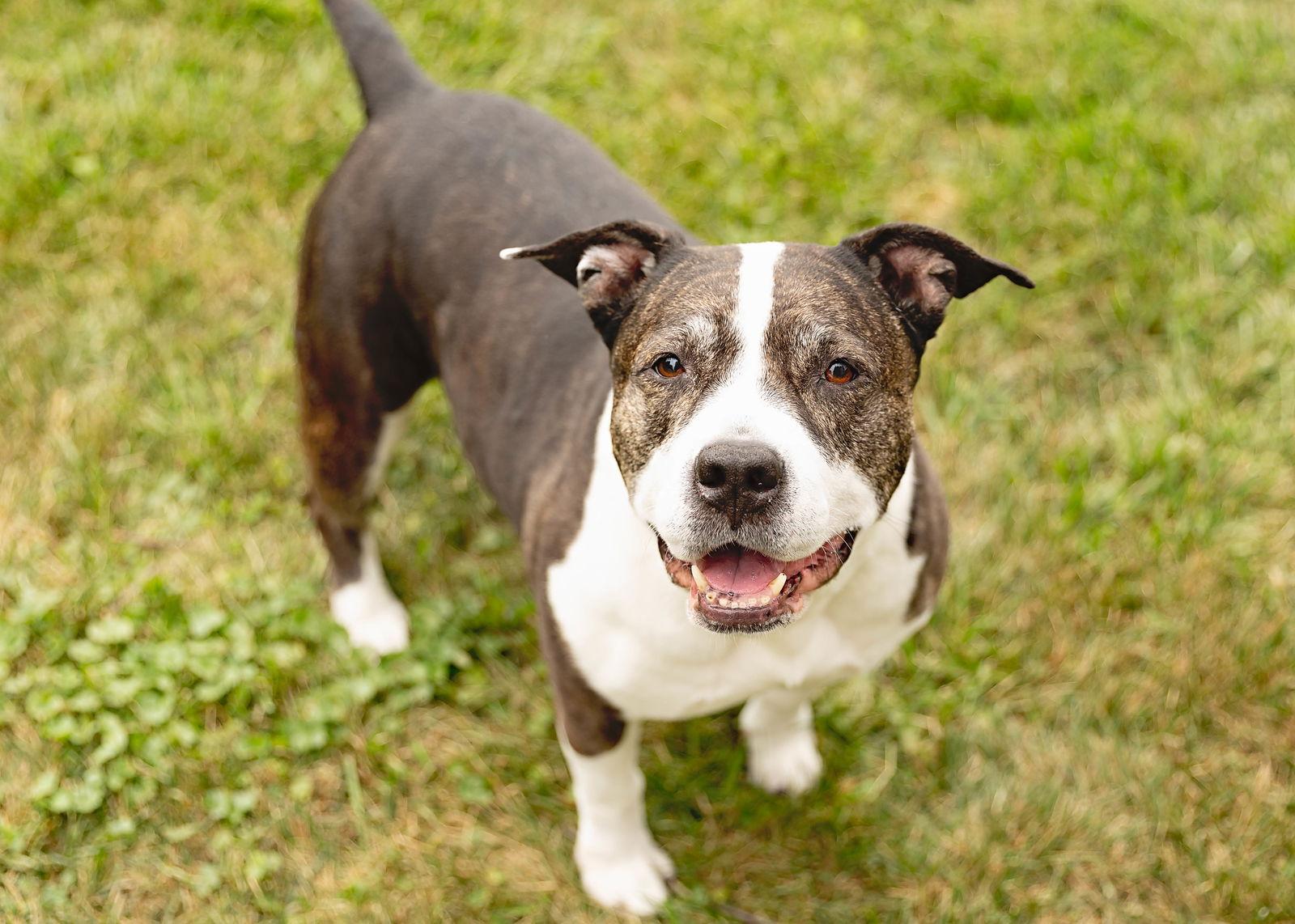 Enlarge Doula, a Adoptable American Staffordshire Terrier in Crete, IL image 1/3