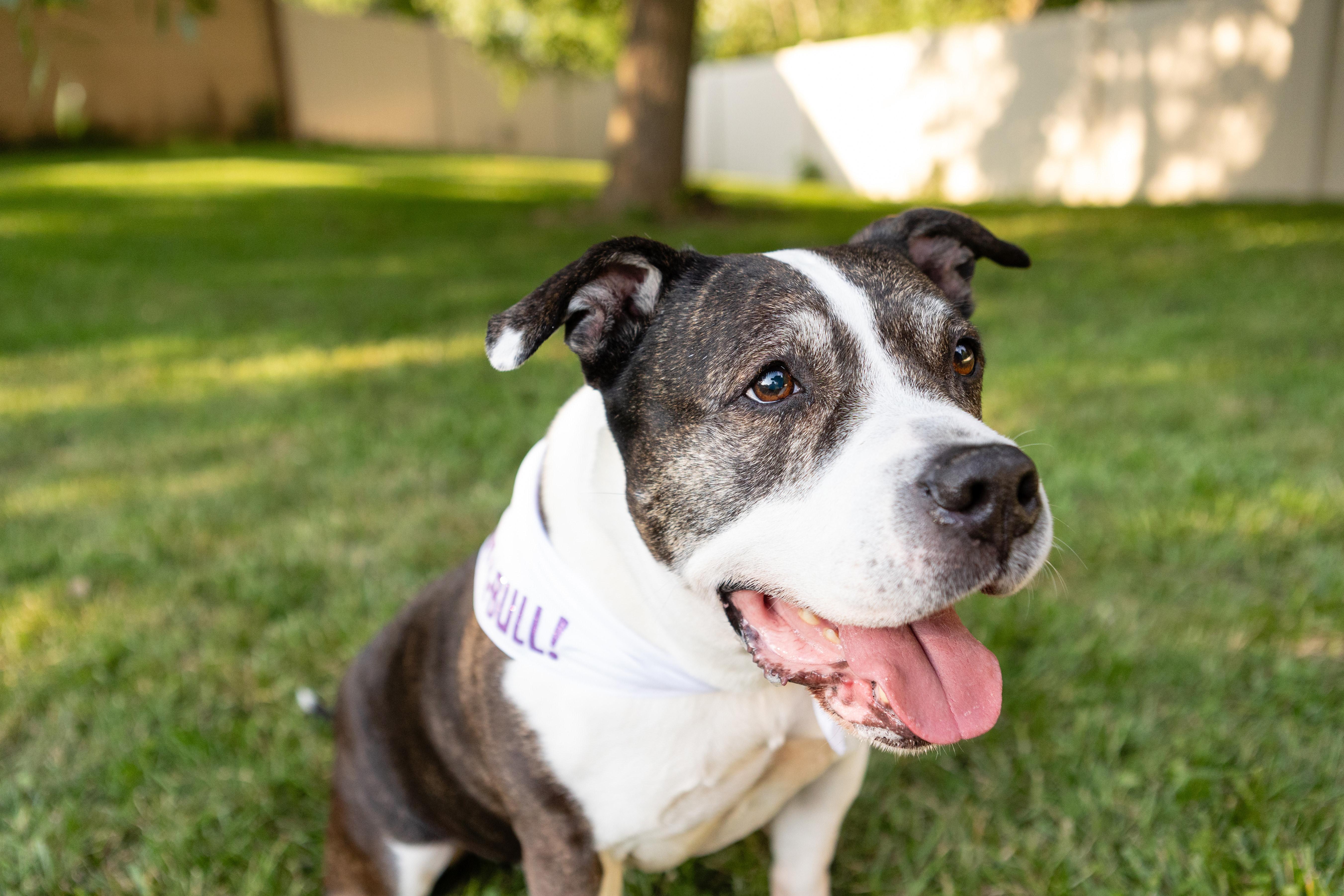 Doula, a Adoptable mixed breed in Crete, IL image 3/6