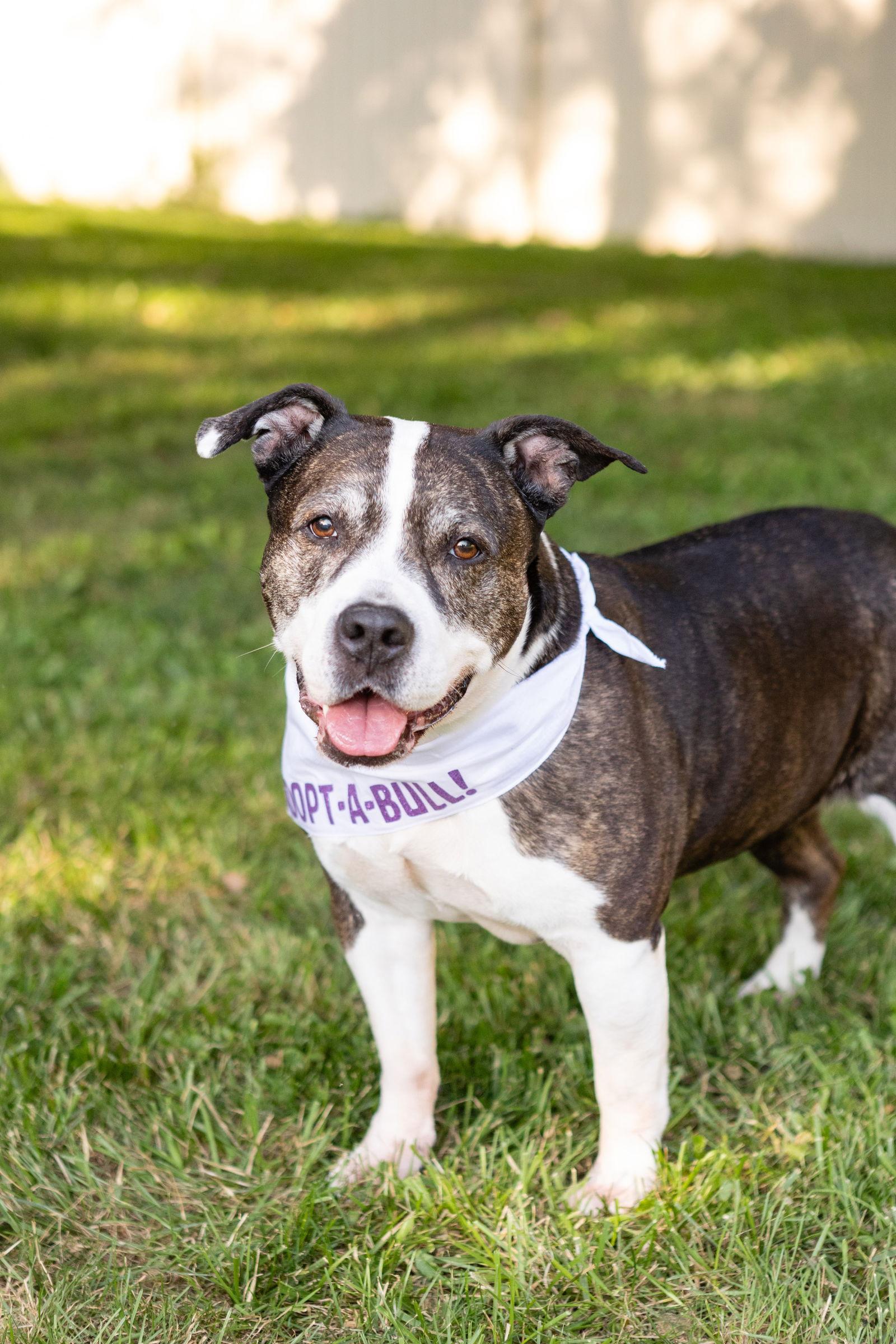 Enlarge Doula, a Adoptable American Staffordshire Terrier in Crete, IL image 2/3