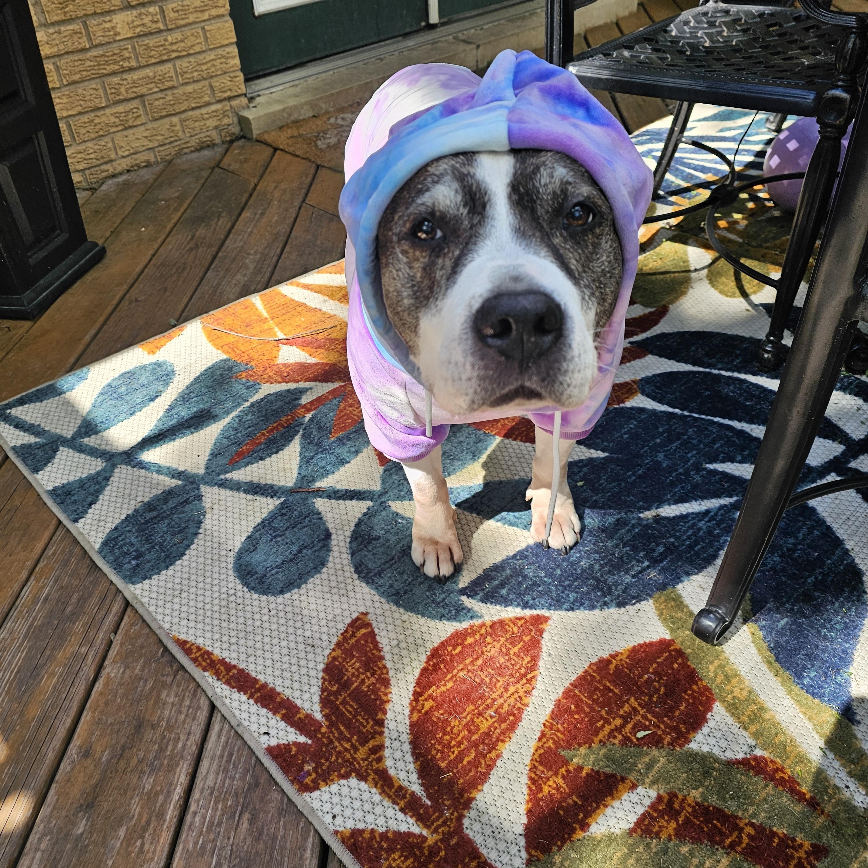 Doula, a Adoptable mixed breed in Crete, IL image 4/6