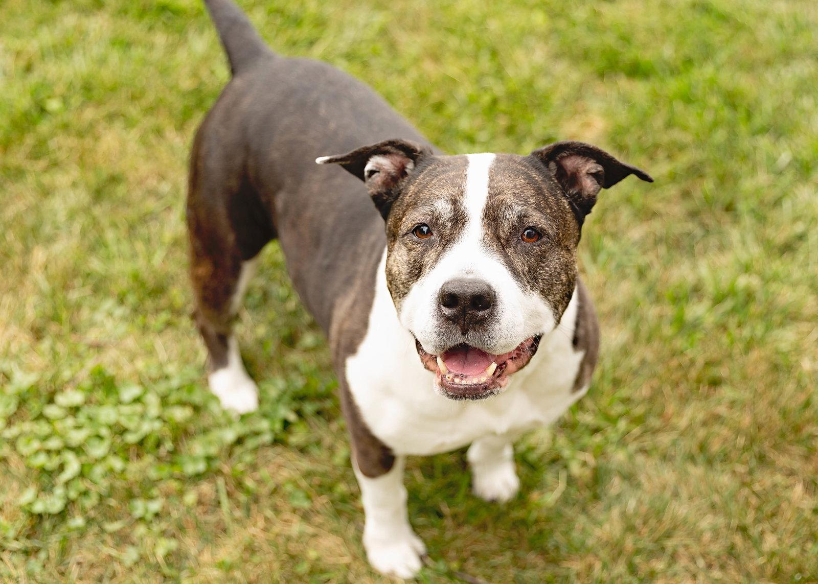 Enlarge Doula, a Adoptable American Staffordshire Terrier in Crete, IL image 2/3