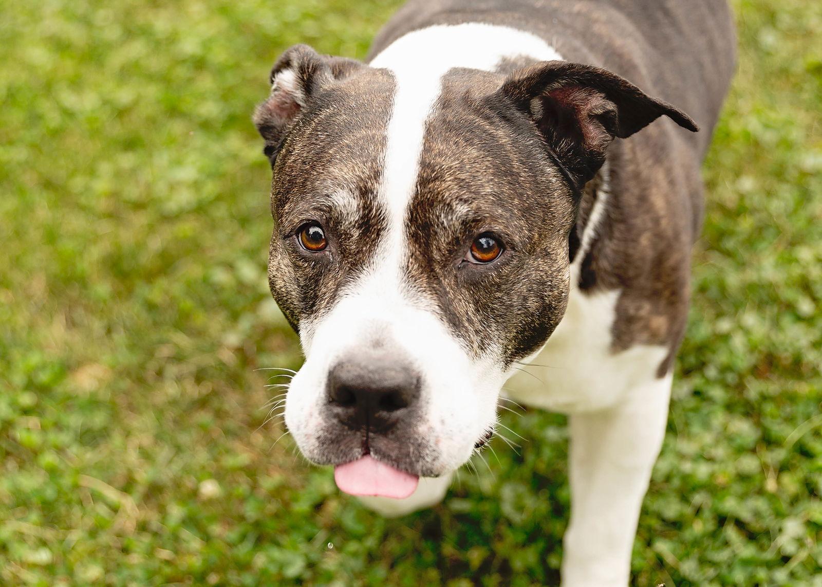 Enlarge Doula, a Adoptable American Staffordshire Terrier in Crete, IL image 2/3