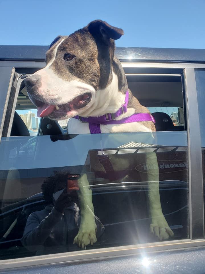 Enlarge Doula, a Adoptable American Staffordshire Terrier in Crete, IL image 3/3