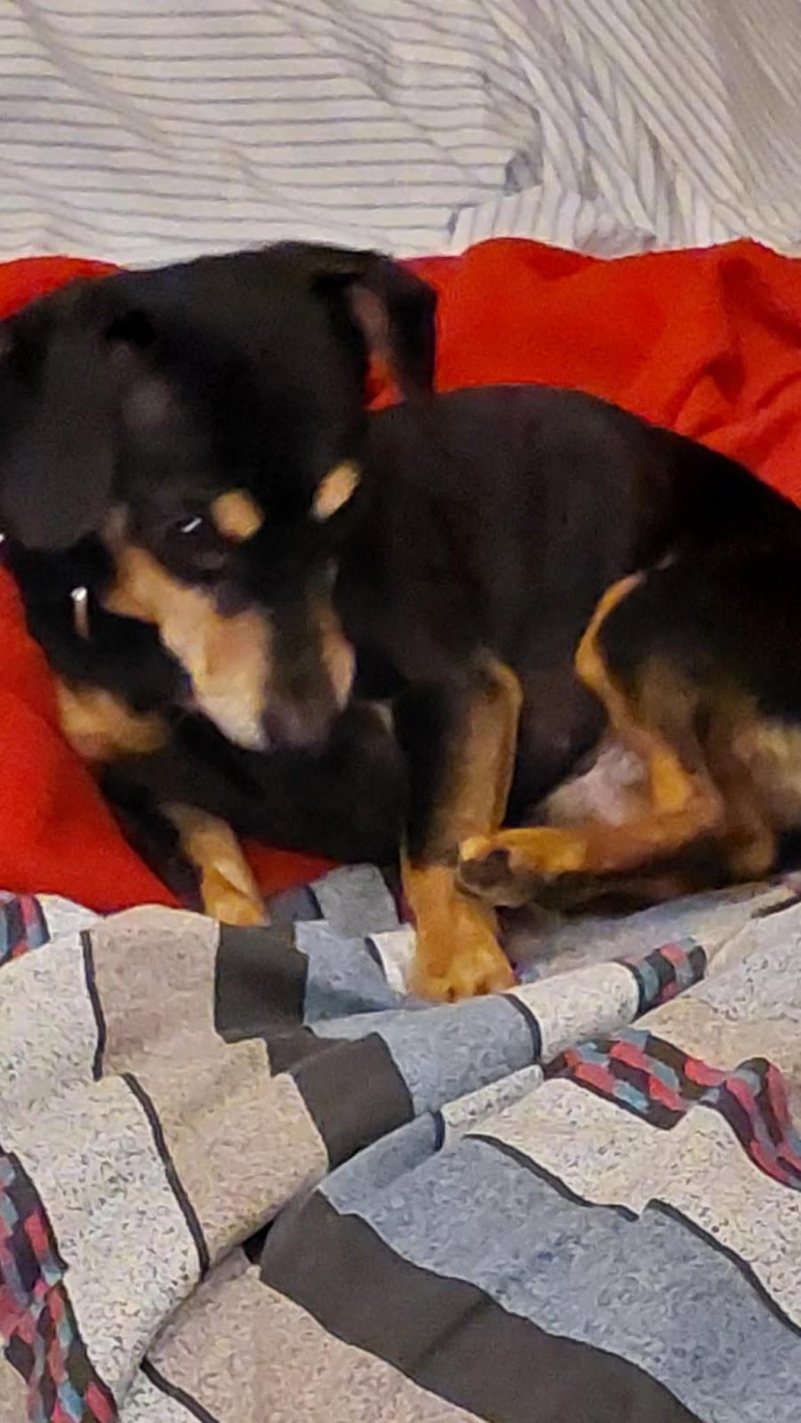 BEAN, Adoptable, Adult Male Dachshund & Chihuahua.