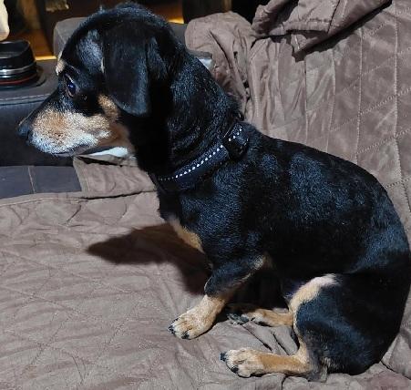 BEAN, a Adoptable mixed breed in Georgetown, KY image 3/3