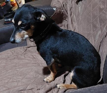 BEAN, Adoptable, Adult Male Dachshund & Chihuahua.