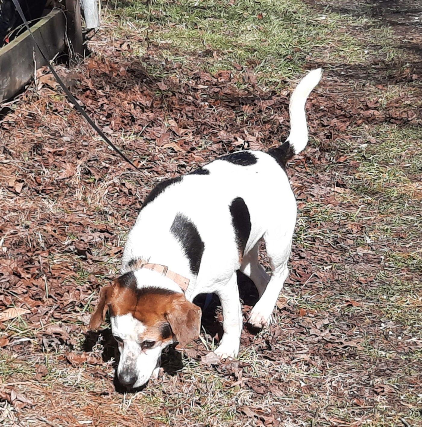 Bailey, a Adoptable Beagle in Mcconnelsville, OH image 1/2