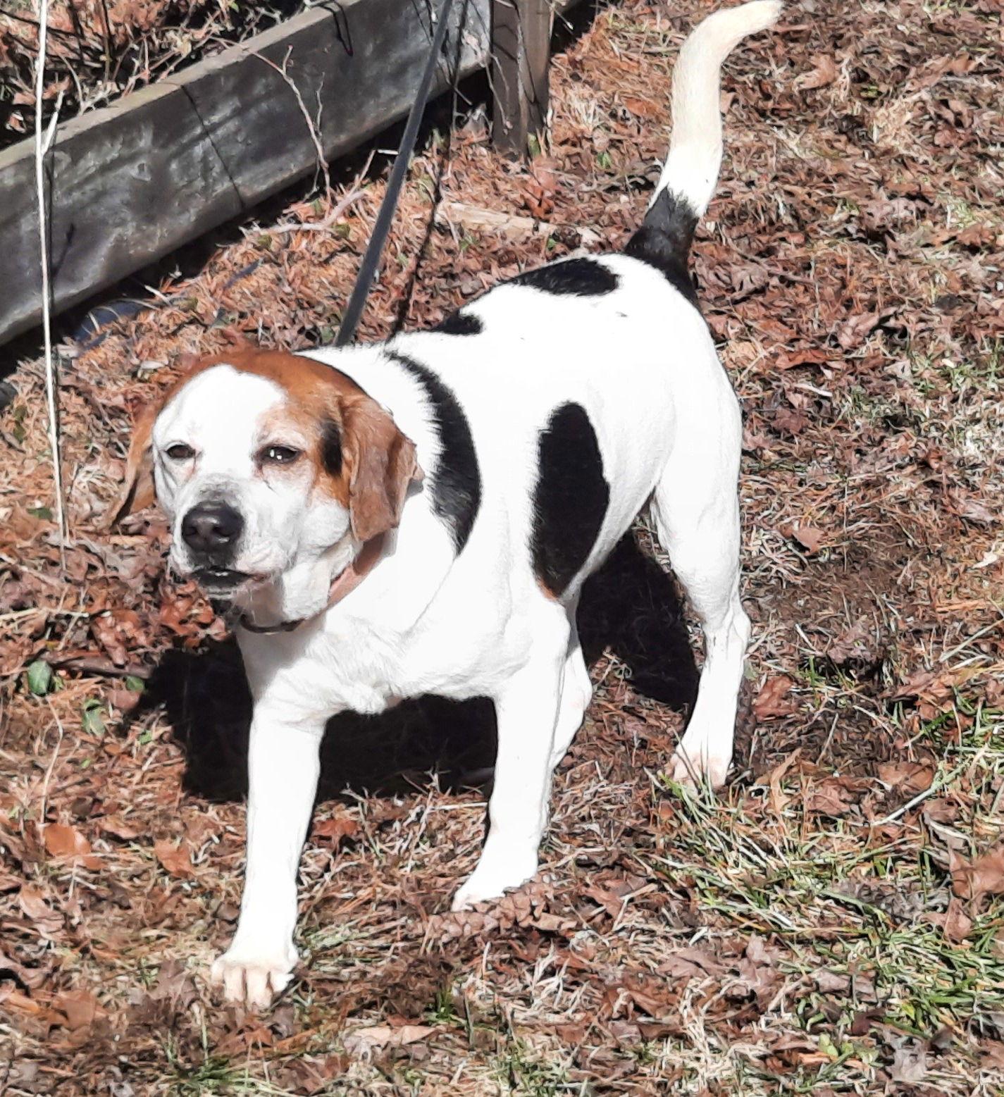 Bailey, a Adoptable Beagle in Mcconnelsville, OH image 2/2