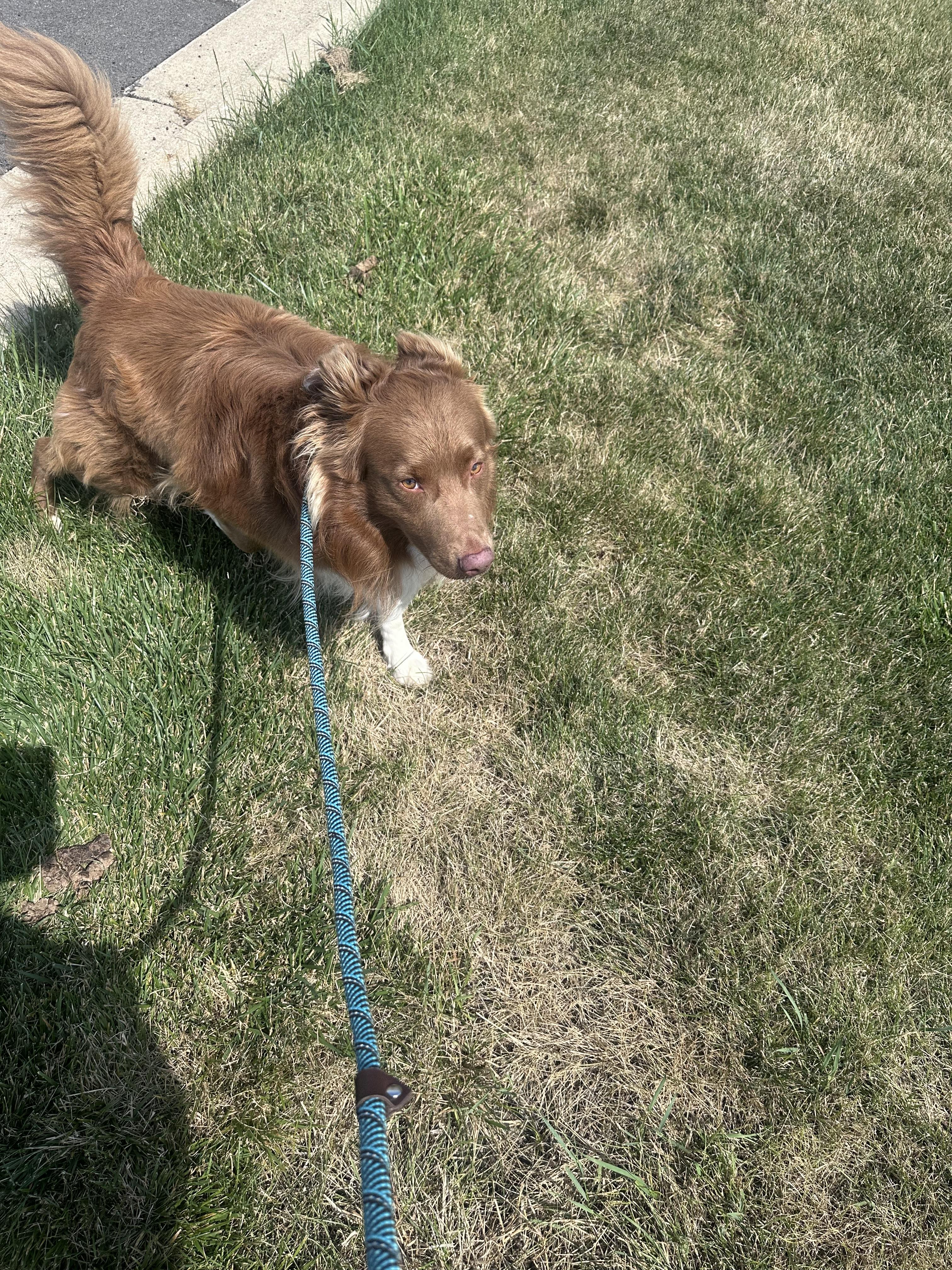 Milo, Adoptable, Young Male Australian Shepherd.