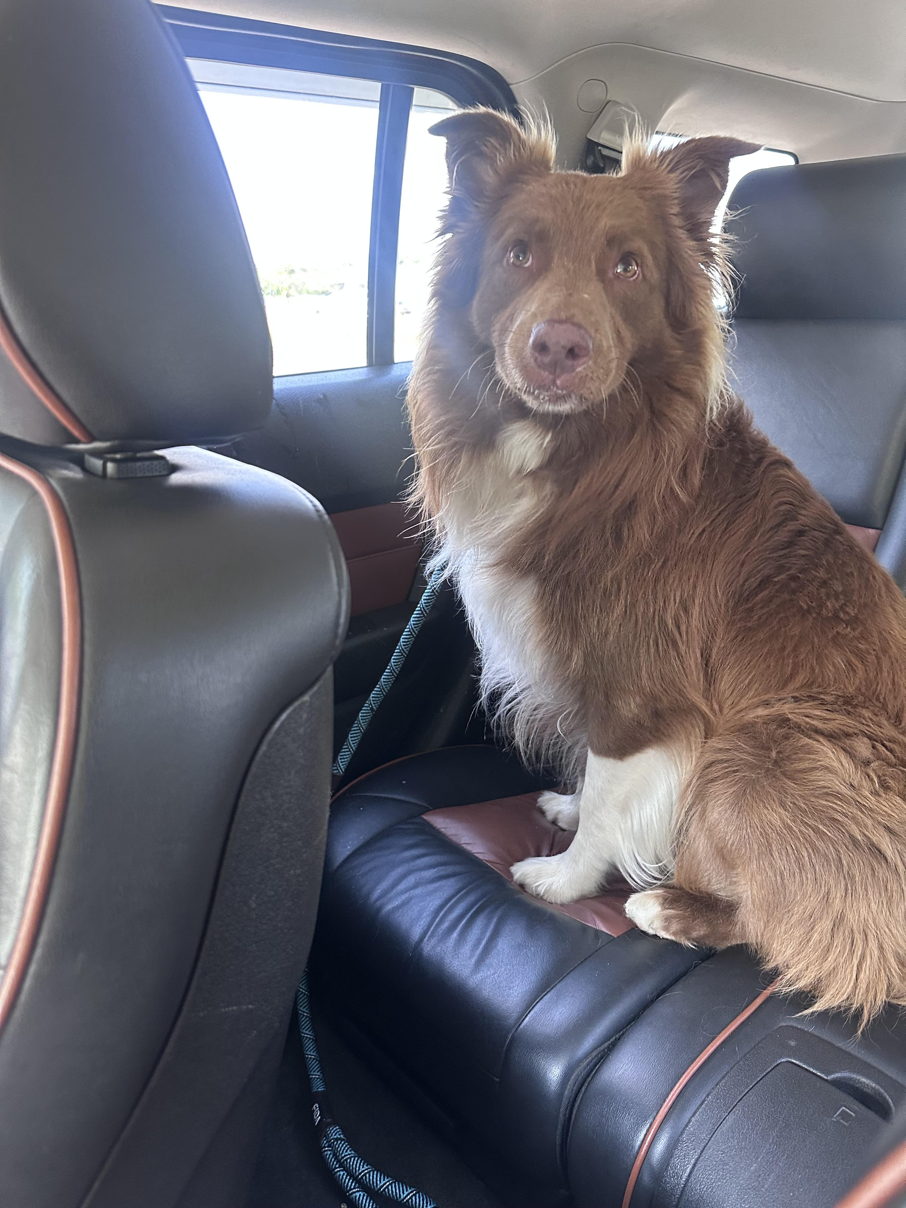 Enlarge Milo, a Adoptable Australian Shepherd in merrillville, IN image 3/6