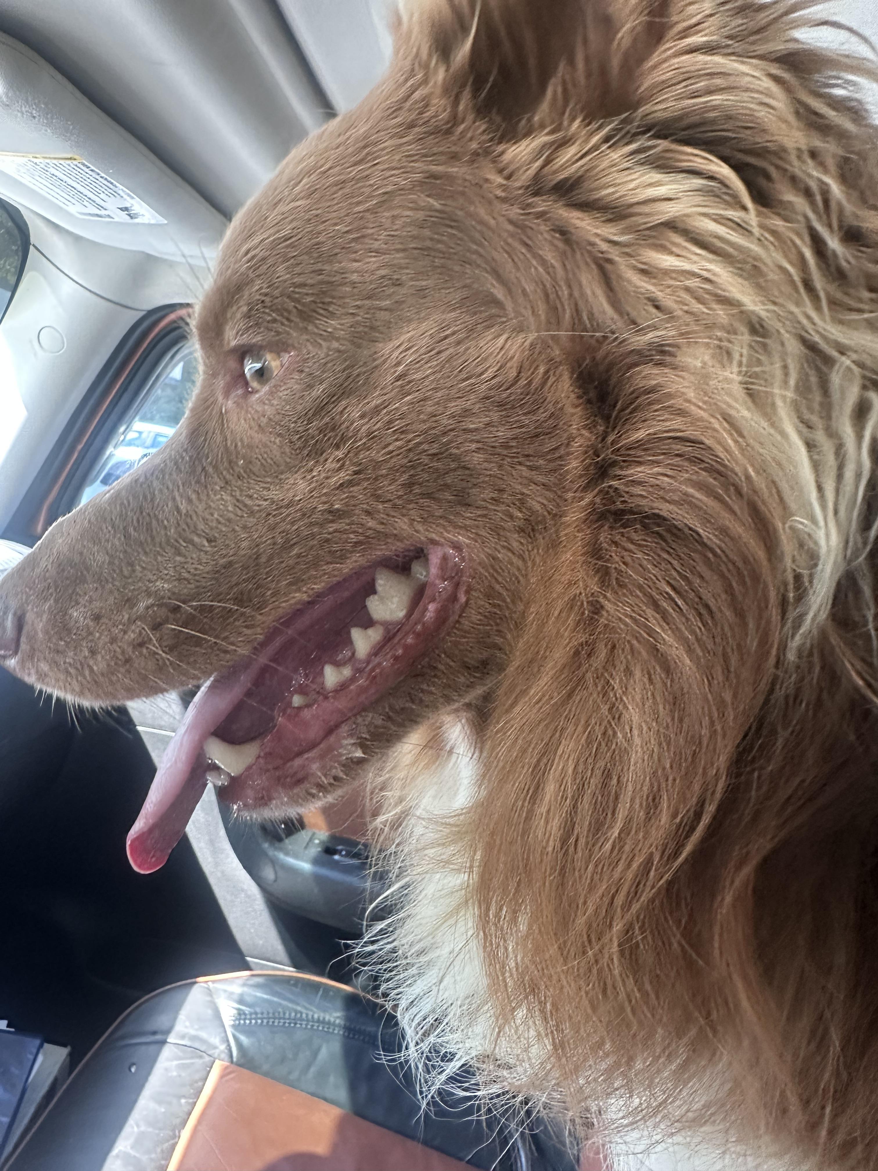 Enlarge Milo, a Adoptable Australian Shepherd in merrillville, IN image 4/6