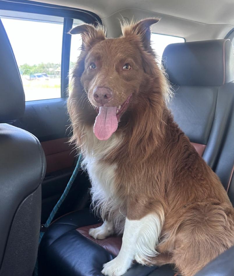 Enlarge Milo, a Adoptable Australian Shepherd in merrillville, IN image 6/6