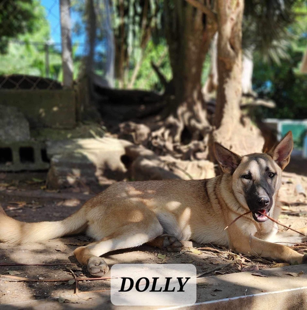 DOLLY, a Adoptable mixed breed in Villalba, PR image 3/6