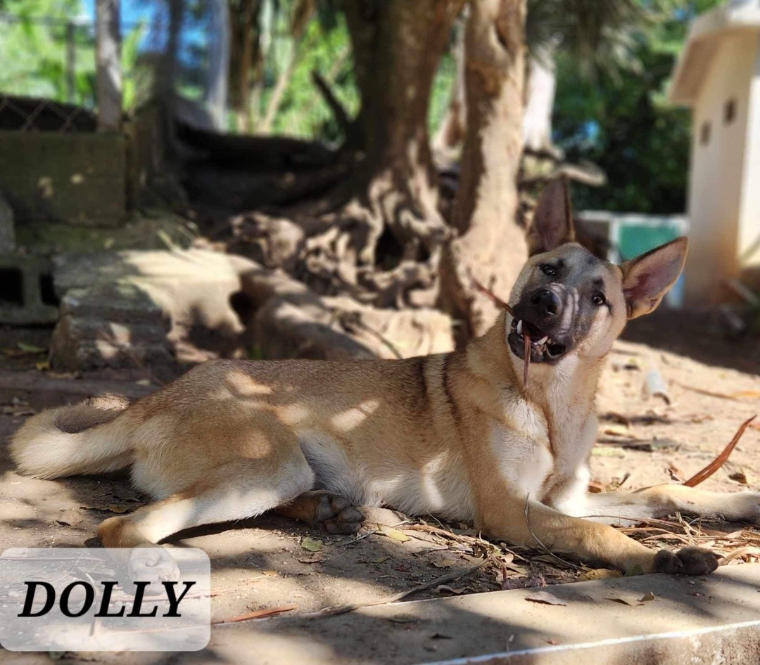 DOLLY, a Adoptable mixed breed in Villalba, PR image 2/6