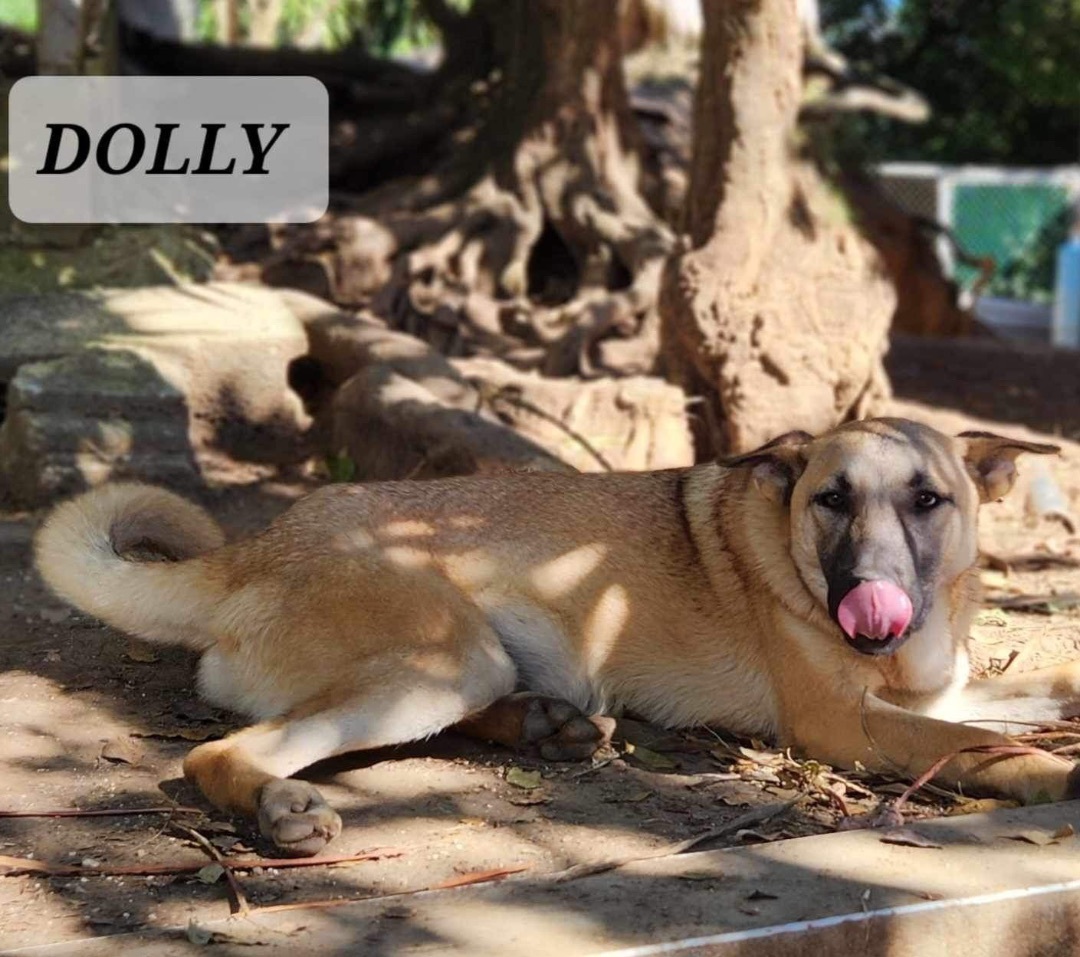 DOLLY, a Adoptable mixed breed in Villalba, PR image 4/6
