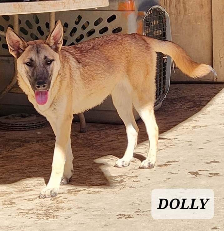 DOLLY, a Adoptable mixed breed in Villalba, PR image 5/6