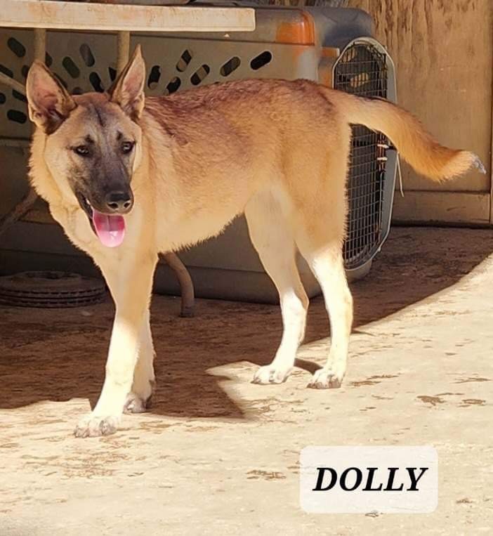 DOLLY, a Adoptable mixed breed in Villalba, PR image 6/6