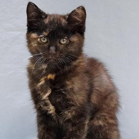Tabitha, ADOPTABLE, Kitten Female Tortoiseshell.