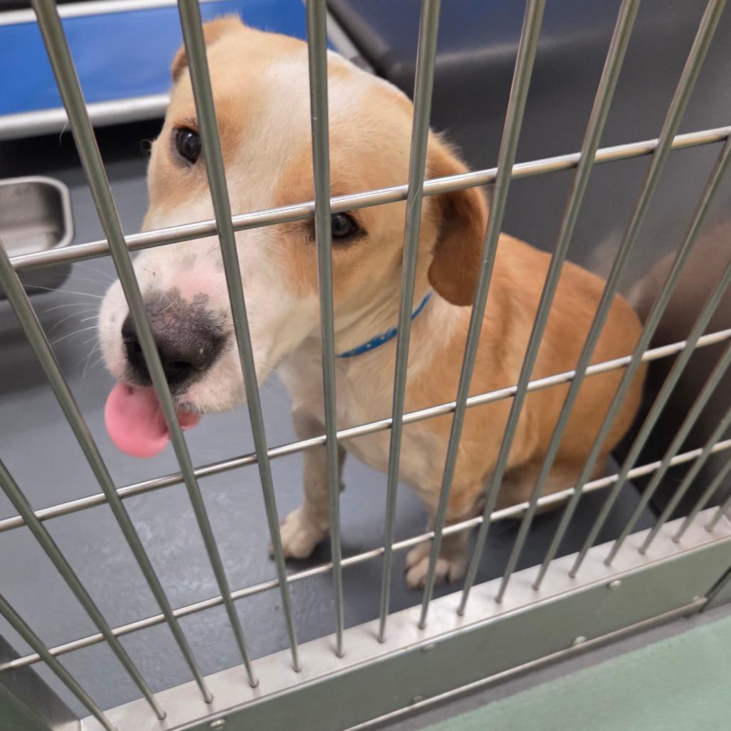 Enlarge Hayes, a Adoptable Mixed Breed in Memphis, TN image 1/3