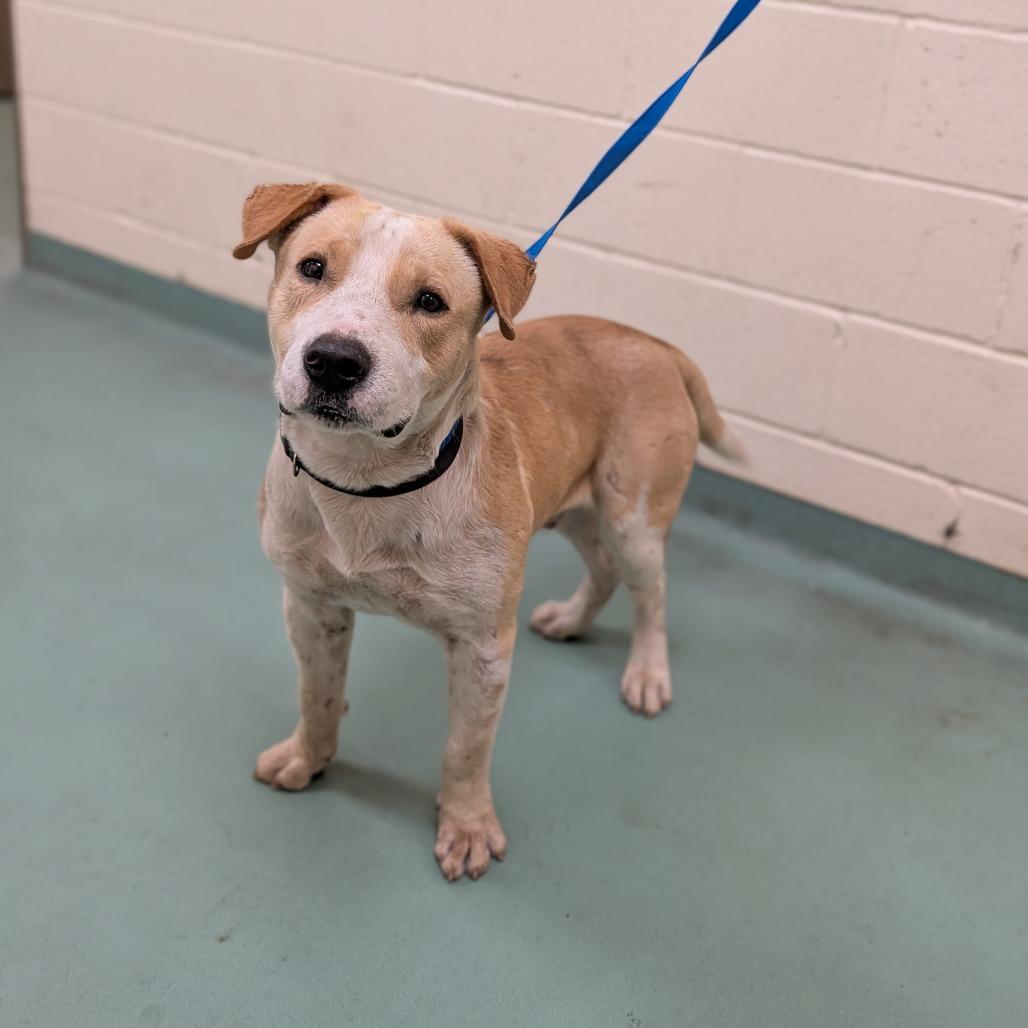 Enlarge Hayes, a Adoptable Mixed Breed in Memphis, TN image 2/3